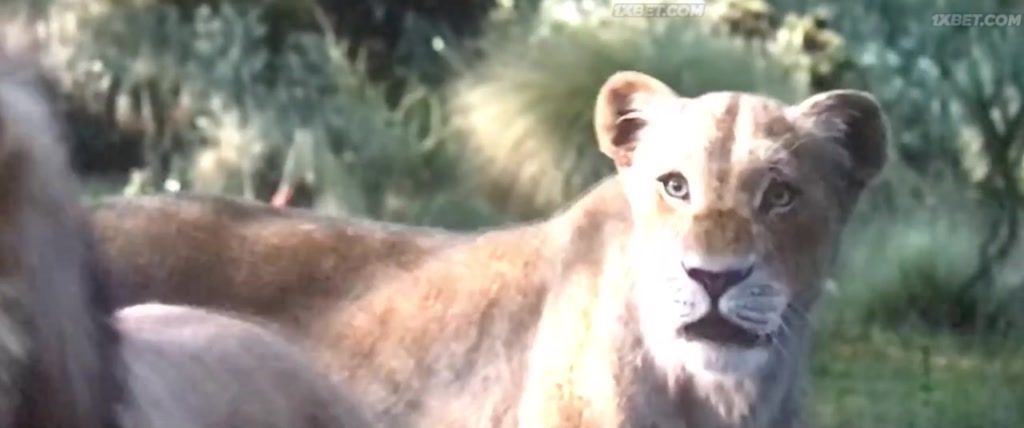 The Lion King (2019) CAMRip 13 The Lion King (2019) CAMRip 13