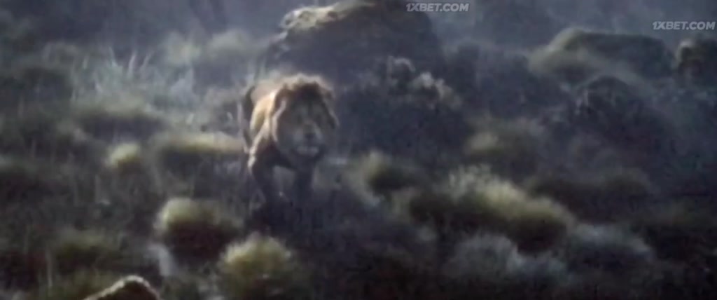 The Lion King (2019) CAMRip 14 The Lion King (2019) CAMRip 14