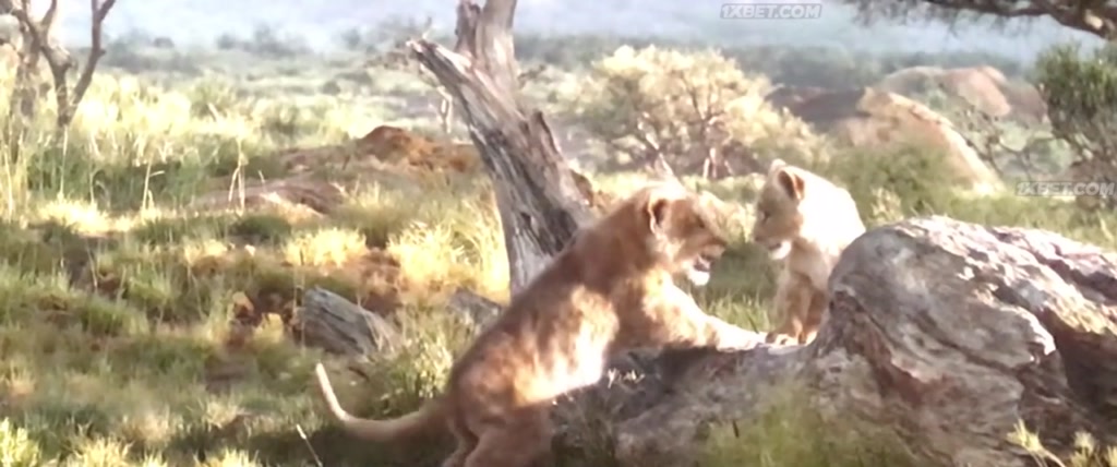 The Lion King (2019) CAMRip 3 The Lion King (2019) CAMRip 3