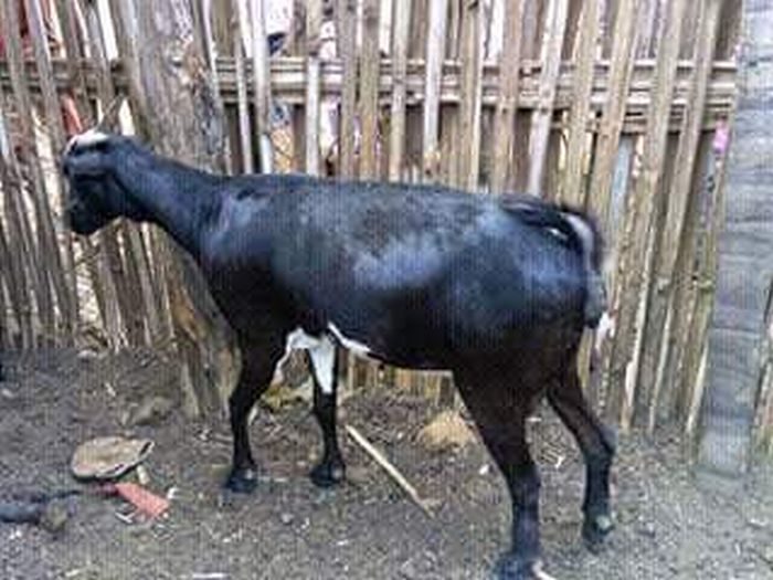 OMG!! Goat Gives Birth To Half Human And Half Goat (Graphic Photo)