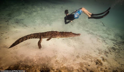Best Birthday Gift? 14-Year-Old Boy Swims With Crocodiles For His Birthday (Photos)