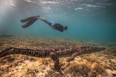 Best Birthday Gift? 14-Year-Old Boy Swims With Crocodiles For His Birthday (Photos)