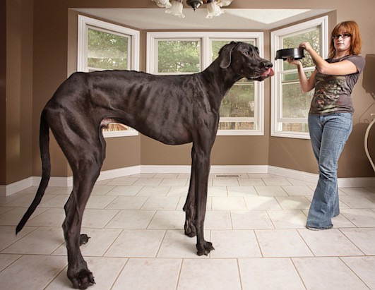 [Pics] See the World's Tallest Dog that Broke the Guiness Book of Record