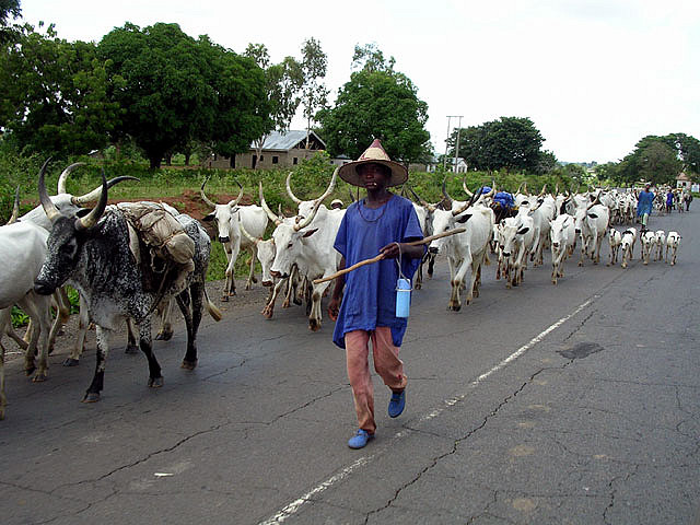 Grazing policy: We are not sure of FG's sincerity - YOWICAN