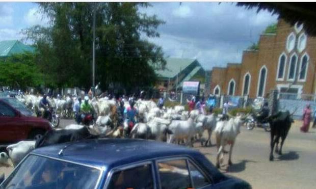 Fulani cows invade church in Benue capital, disrupt service [PHOTO]