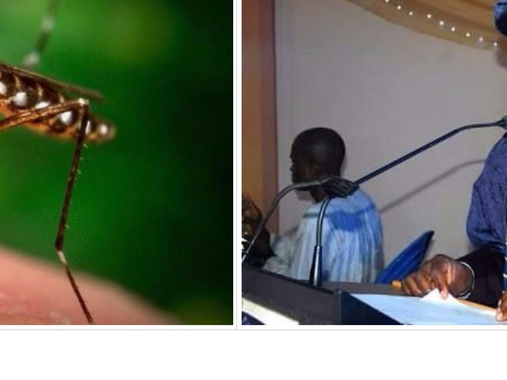 Stop Killing Mosquitoes, They're Our friend- Unilorin Professor, Adeolu Ande