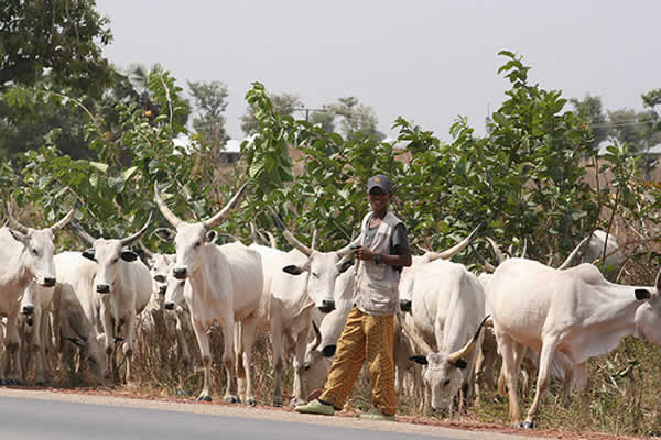 10 die as farmers, herdsmen clash in Niger