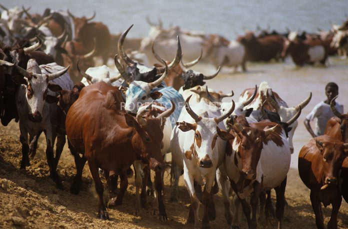 Suspected herdsmen kill four, wreak havoc in Niger