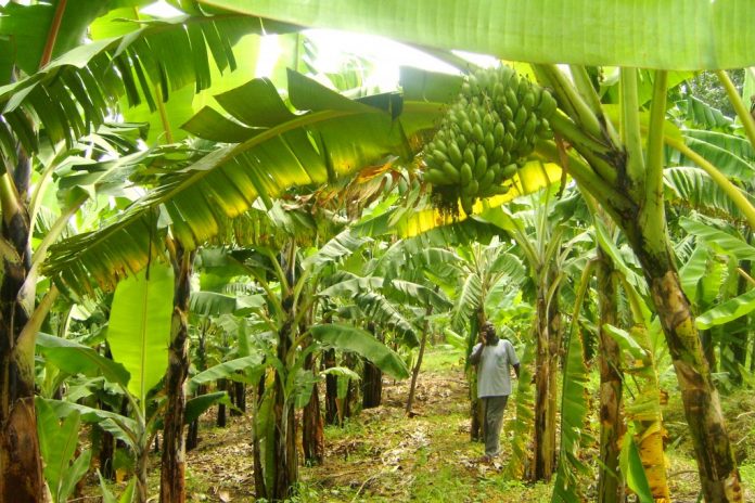 Banana, plantain can boost Nigerian economy - NBPAN Boss