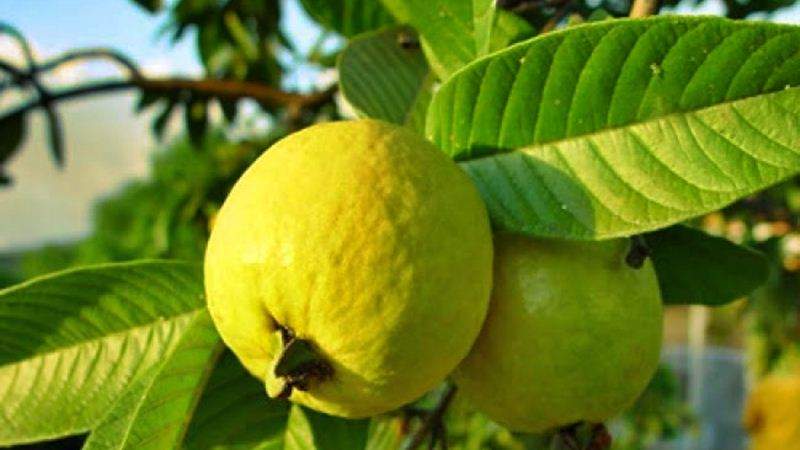 5 Health Benefits Of Guava Leaves You Should Know