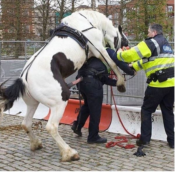 End Time: See the Moment a Horse Attempted to R*pe a Police Officer in Broad Daylight (Photo)