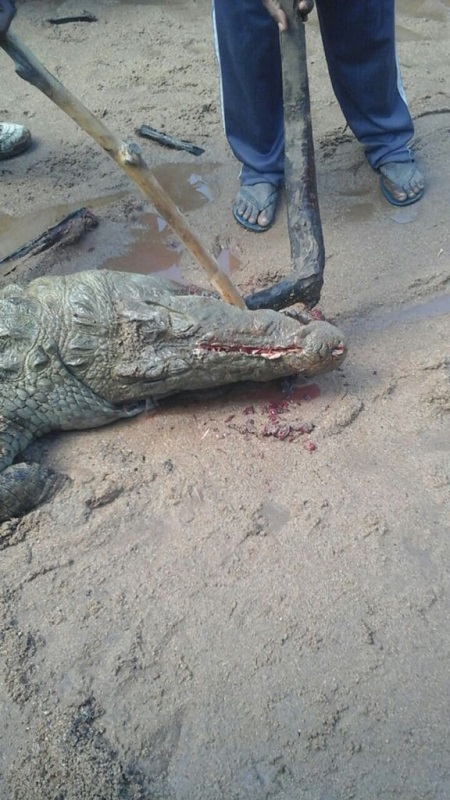 Horror! Commotion Strikes Village as 8-year-old Boy is Eaten Whole by Crocodile (Photos)