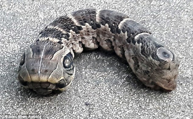 Omg! See the Strange Snake-like Creature with Two Heads That Has Left Many Baffled (Photos+Video)