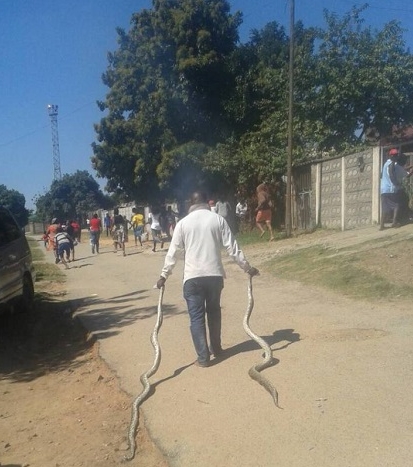 Man Drags Two Large Snakes on the Streets Chanting Incantations in Broad Daylight...Find Out Why (Photos)