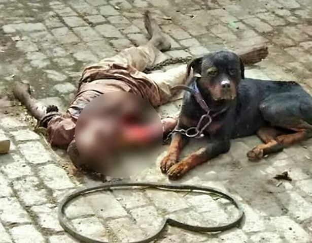 So Tragic: Dog Kills Owner, Then Eats His Flesh Before Helpless Police Officers (Photos)