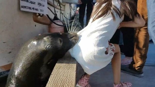 Unbelievable! See How Sea Lion Attacked Girl's Butt and Dragged Her Into the Water