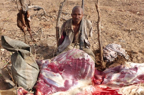 See the Poacher Apprehended After Hunting and Killing an Antelope in Yankari National Park in Bauchi (Photo)