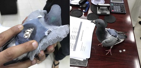 Shock as Pigeon is Caught by Customs Officials Carrying Drugs (Photo)