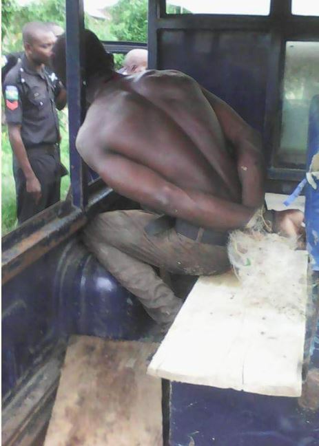 Plantain%20thief1