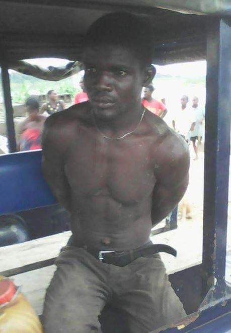Plantain%20thief2