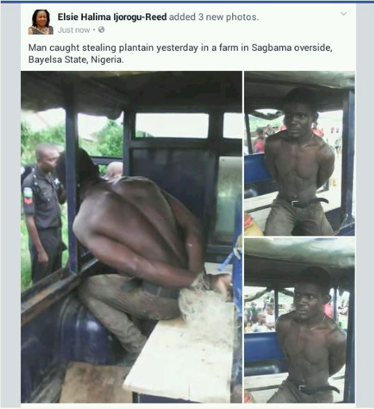 Plantain%20thief4