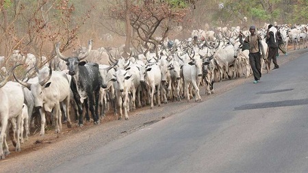 Thousands of Cattle Flood Benue Communities Hours After Anti-Grazing Law Implementation