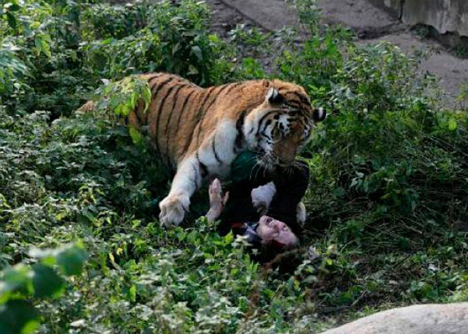 See the Shocking Moment a Siberian Tiger Attacked Zookeeper While She Was Trying to Feed It