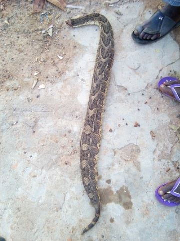 Fearless Nigerian Man Hangs Snake Around His Neck (Photos)