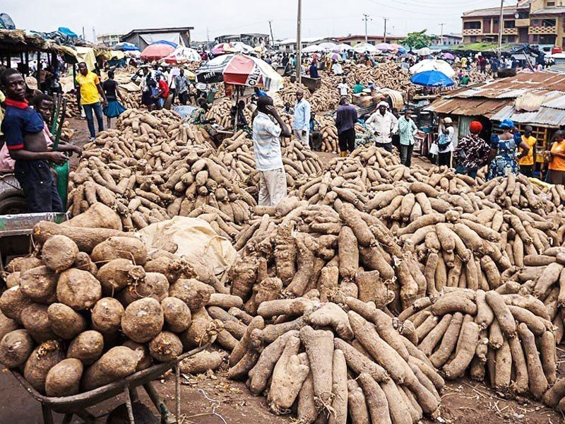 Exporting Yam to UK is Very Expensive and Stressful - Nigerian Farmer Laments
