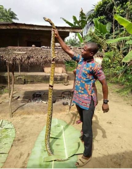 Two Pythons Killed in One Day (Photos)