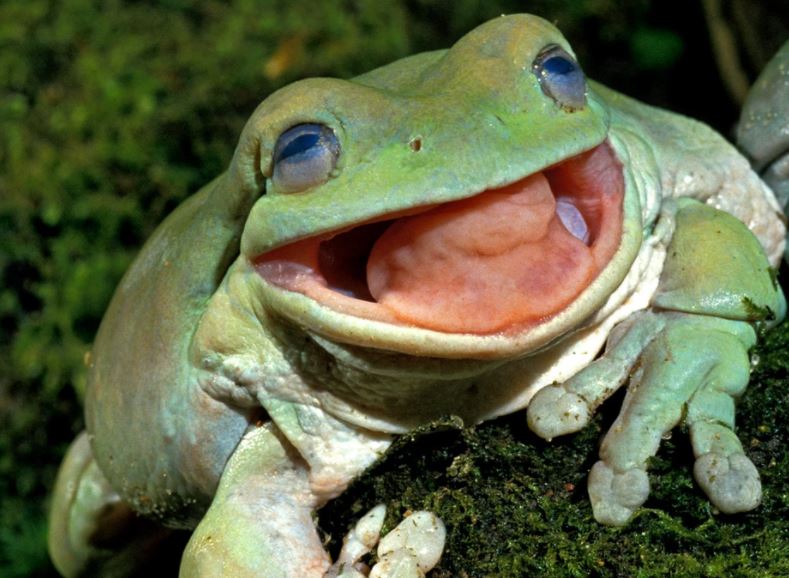 Unbelievable! Snake Head Spotted Inside the Mouth of a Giant Frog (Photos)