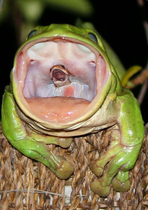 Unbelievable! Snake Head Spotted Inside the Mouth of a Giant Frog (Photos)