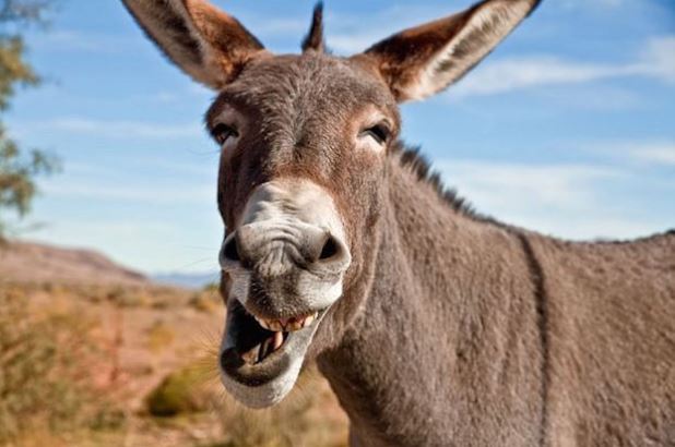 Man Caught Sneaking into Farm to Have S*x with Donkey (Details)