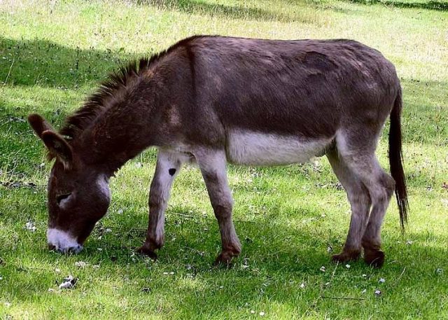 So Sad! You Won't Believe What Happened to 15 Boys Who Gang-r*ped a Donkey in Morocco