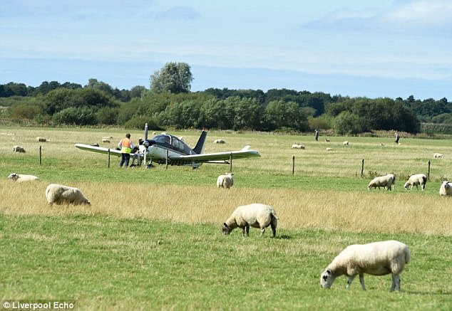 Horror: How a Private Plane Was Forced to Make an Emergency Landing In a Field Full Of Sheep (Photo)