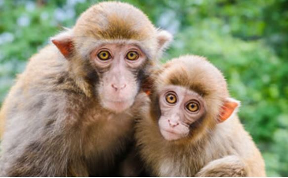 Two Arrested for Allegedly Killing Monkeys