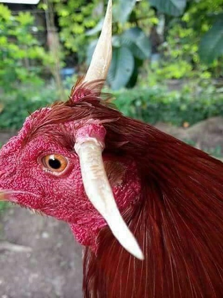 Cock%20with%20horns%201