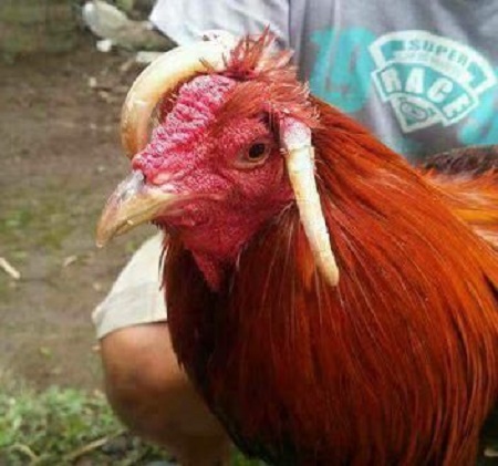 Cock%20with%20horns%203