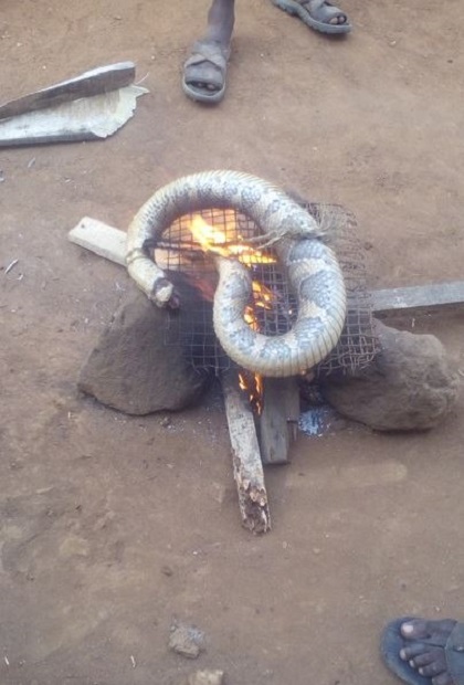 So Big: See the Huge Snake a Man Killed and Roasted on Fire for Food (Photos)