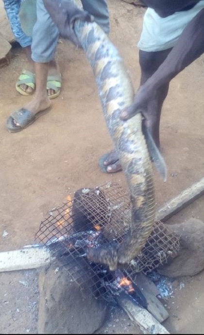 So Big: See the Huge Snake a Man Killed and Roasted on Fire for Food (Photos)