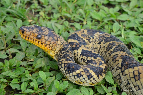 World's Rarest Boa Snake Seen for 1st Time in 64 Years (Photo)