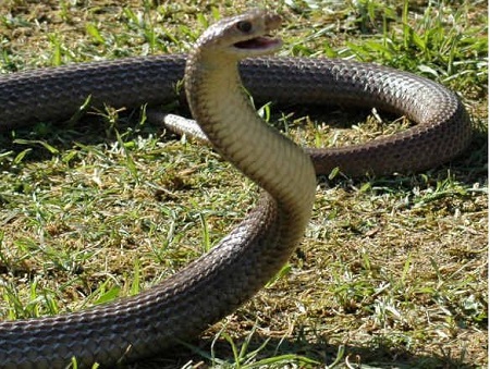 Miraculous! Read How a Deadly Snake Rescued Woman from Her Abductors at Night