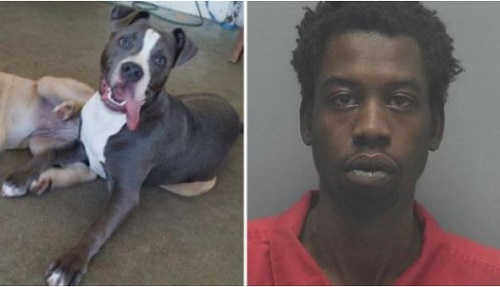 Photo: Man Fatally Stabs Dog to Death for Siding With Girlfriend in Arguments