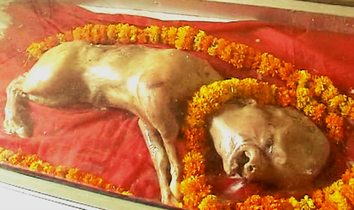 Holy Cow! See Calf Born with Human Face and Worshipped in India (Photos)