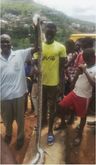 Omg! See the Big Python Killed in a Compound (Photos)