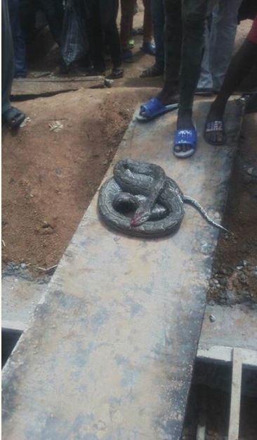 Omg! See the Big Python Killed in a Compound (Photos)