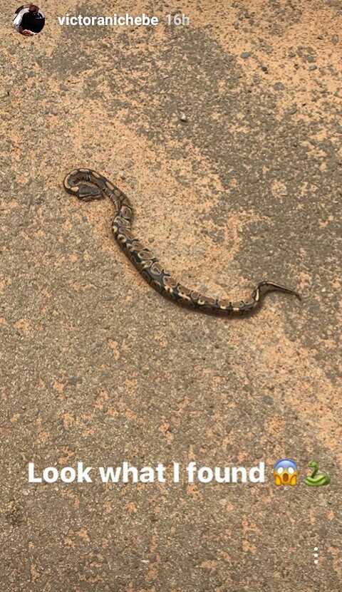 Super Eagles Star, Victor Anichebe Encounters a Python While Jogging in His Hometown, Anambra (Photos)