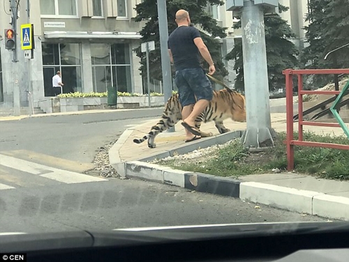 Residents, Pedestrians Cower in Fear as Man Takes His Pet Tiger for a Stroll (Photos)