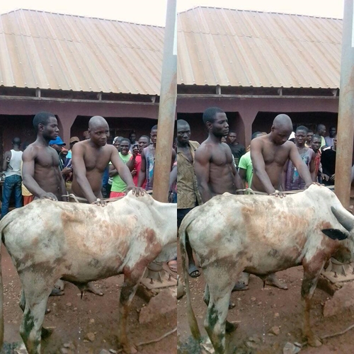 Notorious Cow Thieves Who Trigger Herdsmen Attacks, Finally Caught and Stripped N*ked in Benue (Photos)