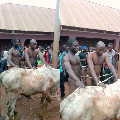 Notorious Cow Thieves Who Trigger Herdsmen Attacks, Finally Caught and Stripped N*ked in Benue (Photos)